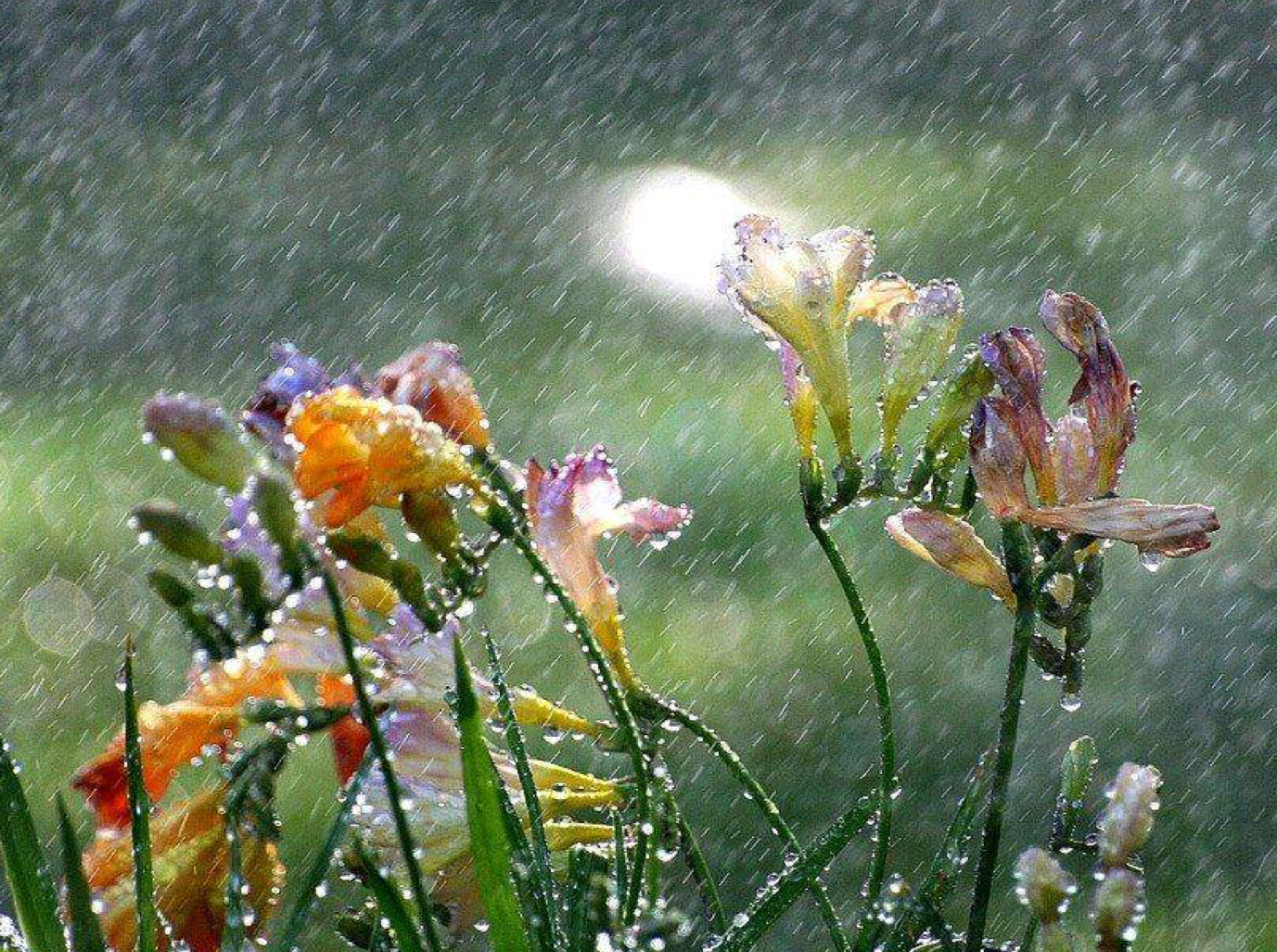 fiori e pioggia