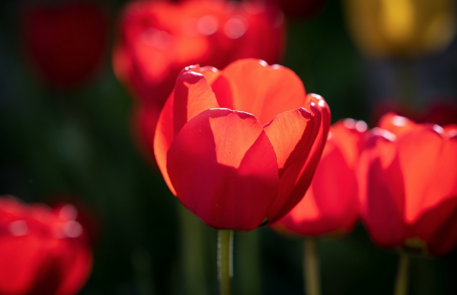 9 tulipani sfumati bis