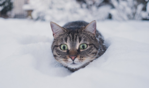 8 gatto e neve