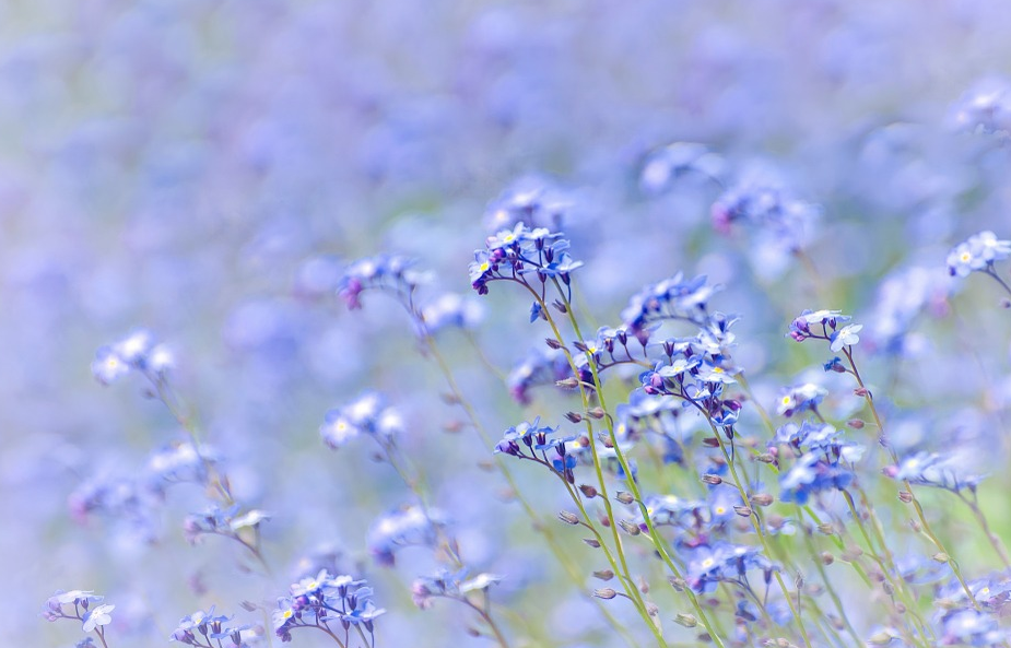 fiori nel blu
