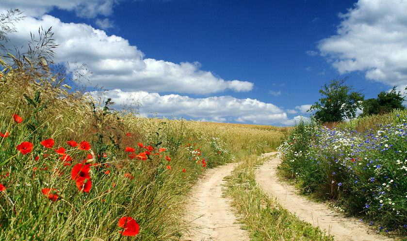 strada con fiori