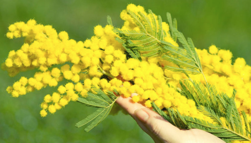 mimose del santuario