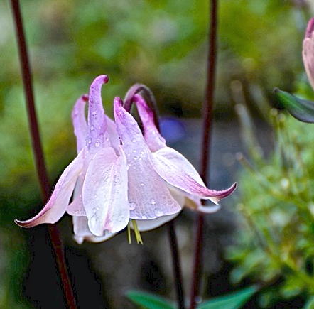 campanellina