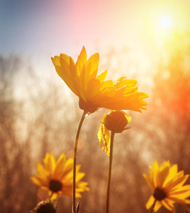 Fiori gialli al sole