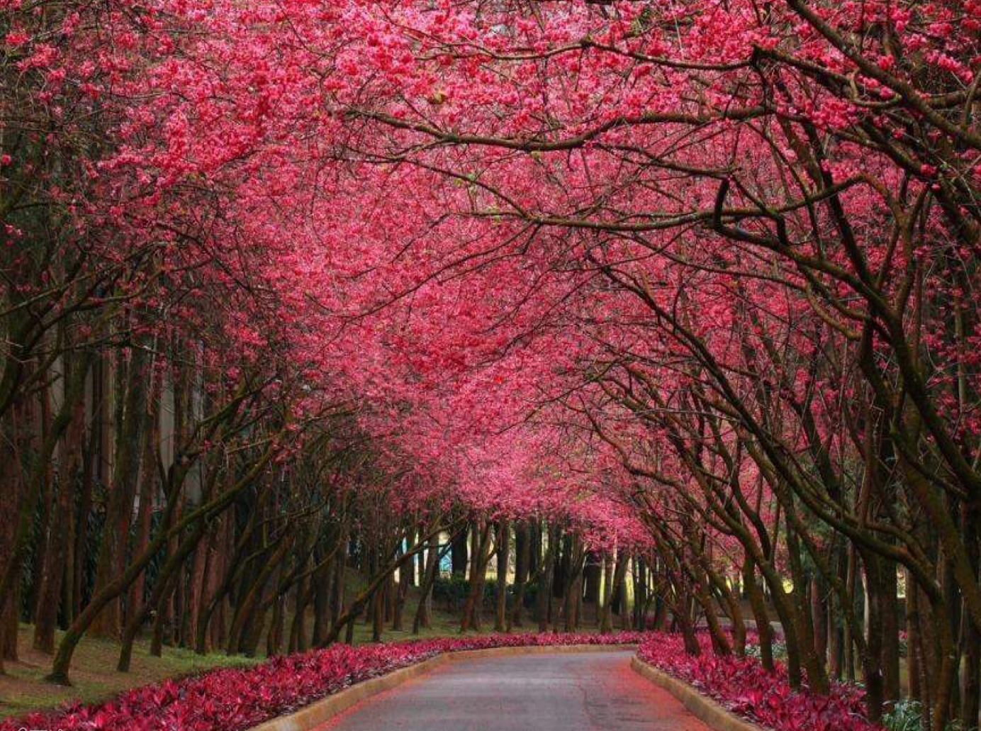 viale alberi rosa
