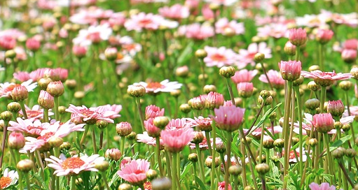 prato e fiori