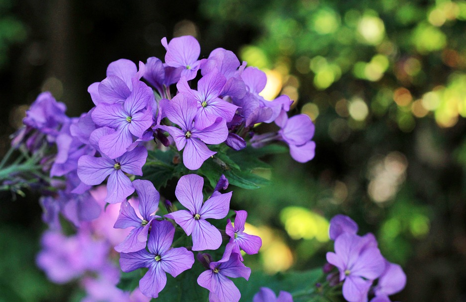 lunaria