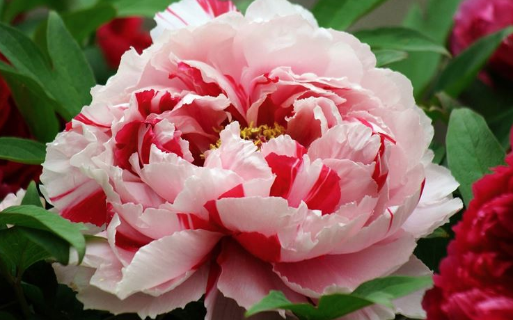 peonia 5