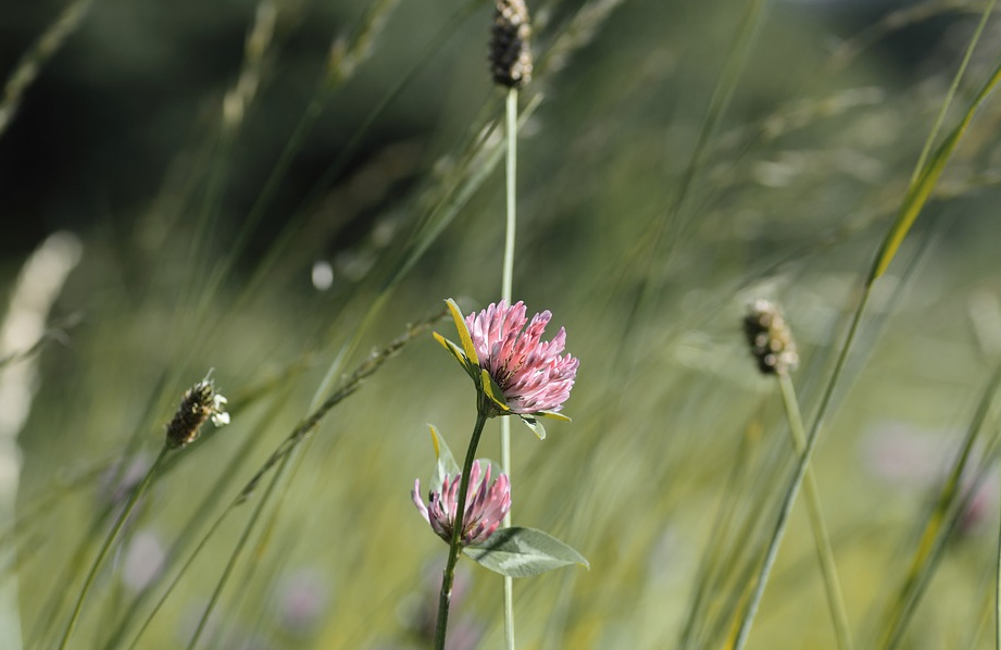 fiore di campo