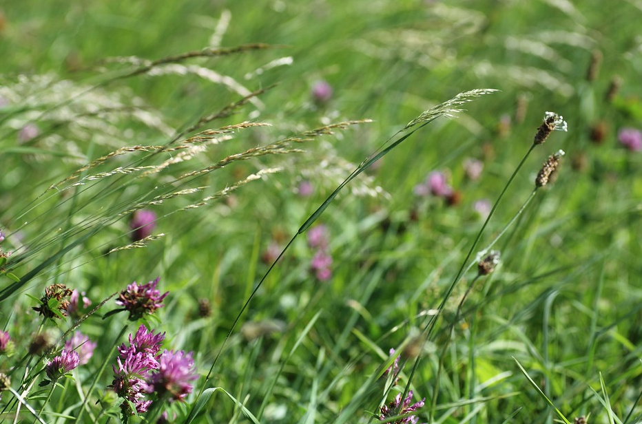 fiori di campo