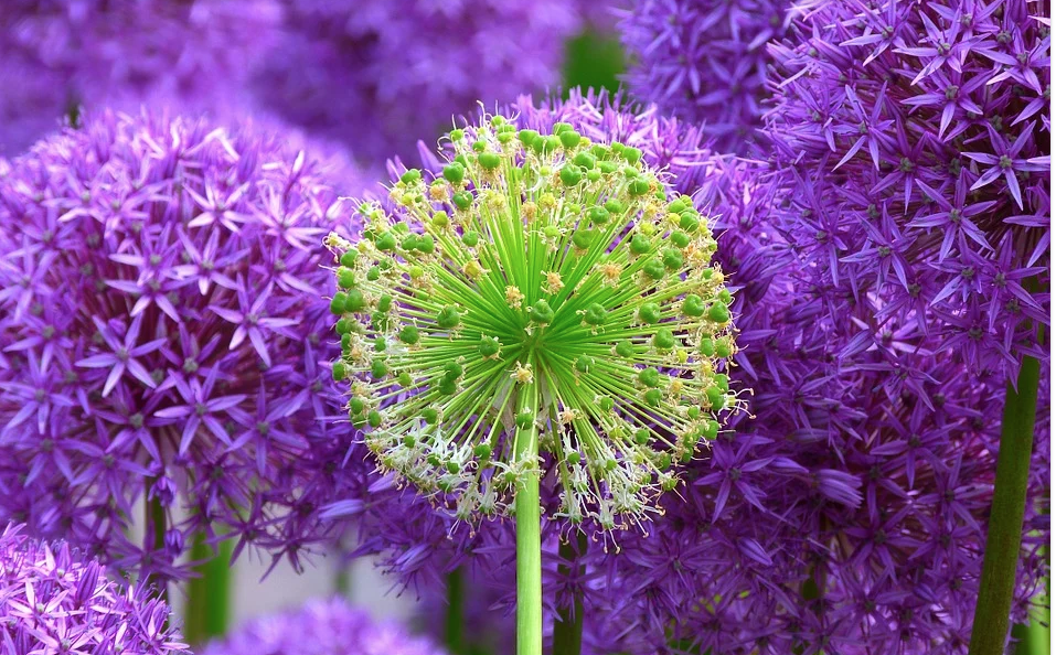 verde e blu