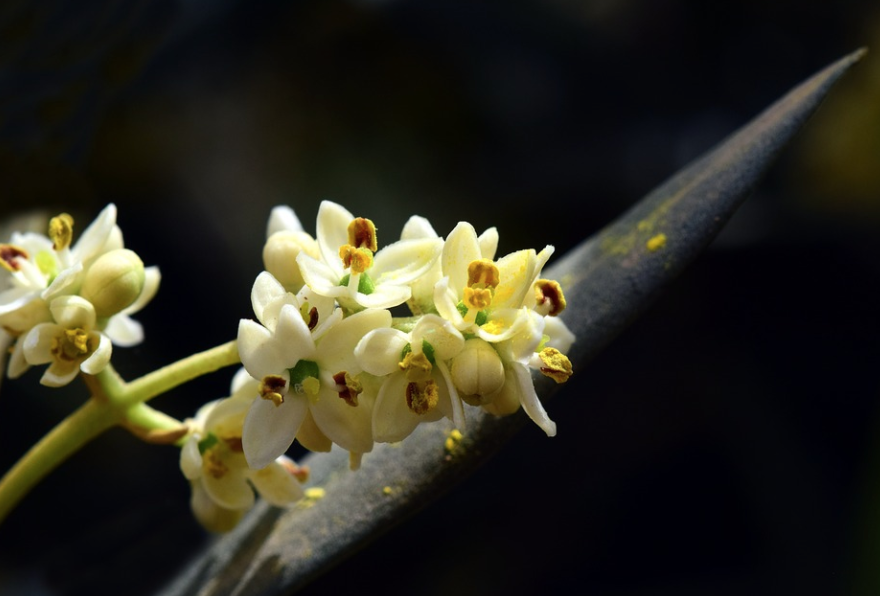 7 confraternita fiore ulivo bis