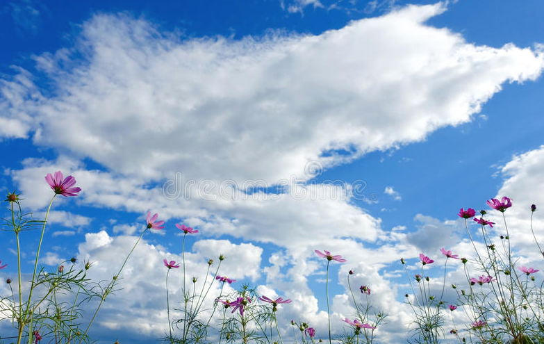fiori e nuvole