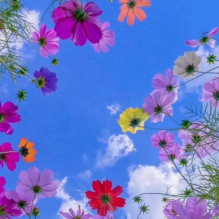 FIORI nel Cielo jpg