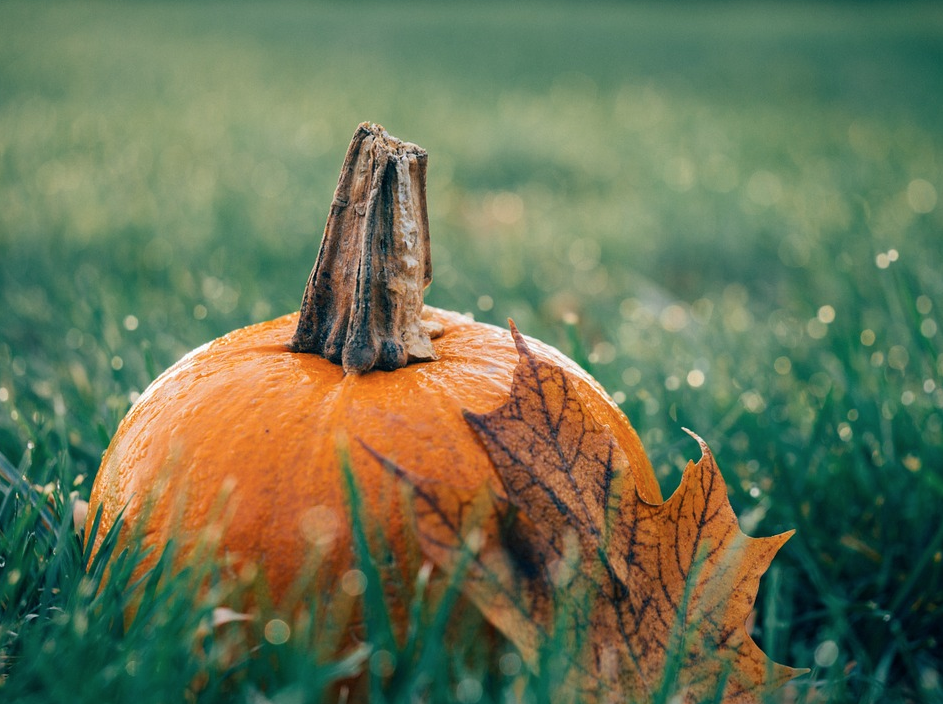 La zucca e la lepre