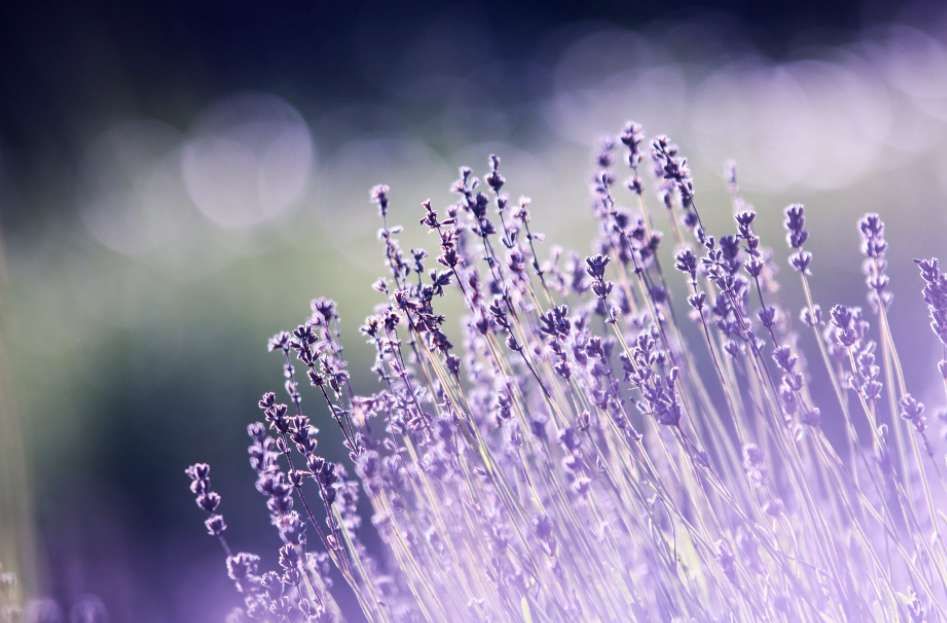 lavanda