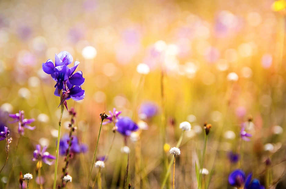 preghiera e fiori