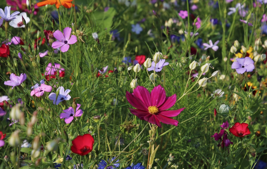 fiori di prato