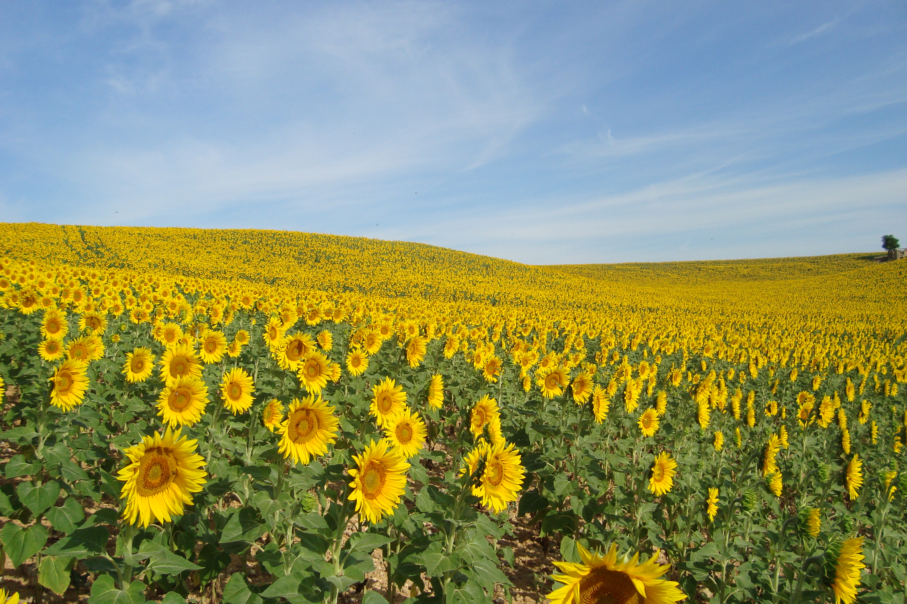 girasoli