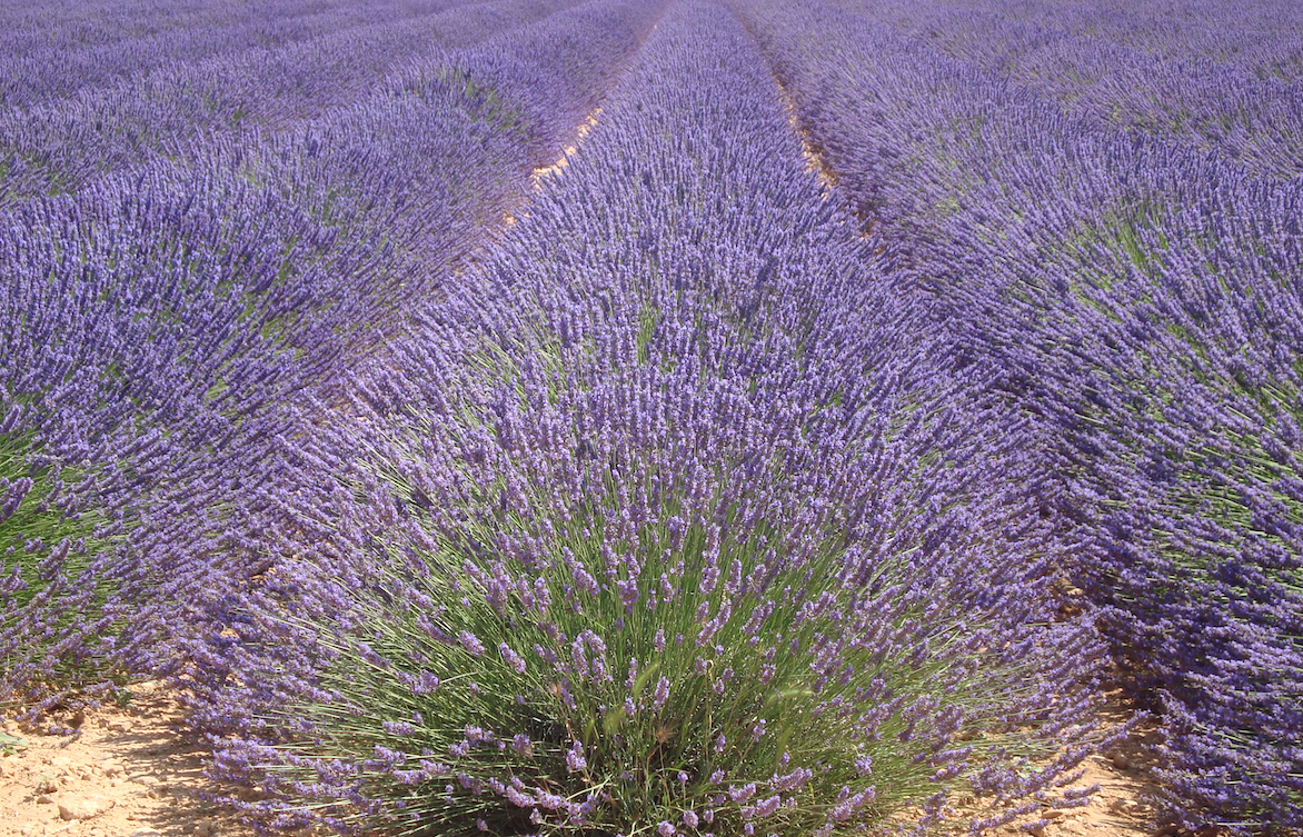 lavanda Santuario Cieri